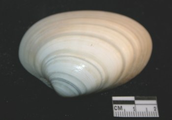 ID bivalve pleistocene